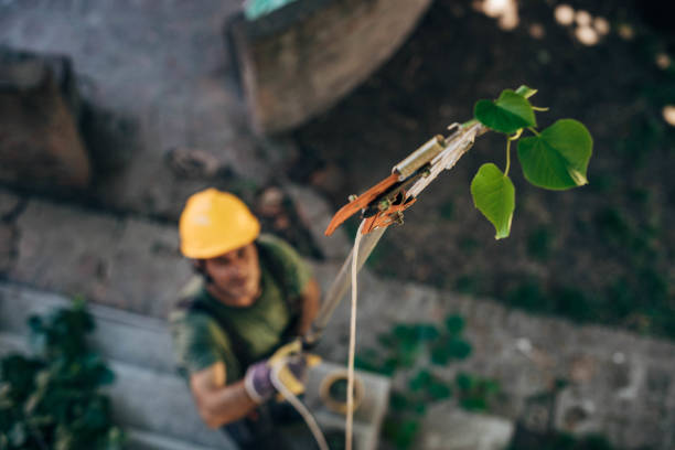 Best Tree and Shrub Care  in Shamrock, TX